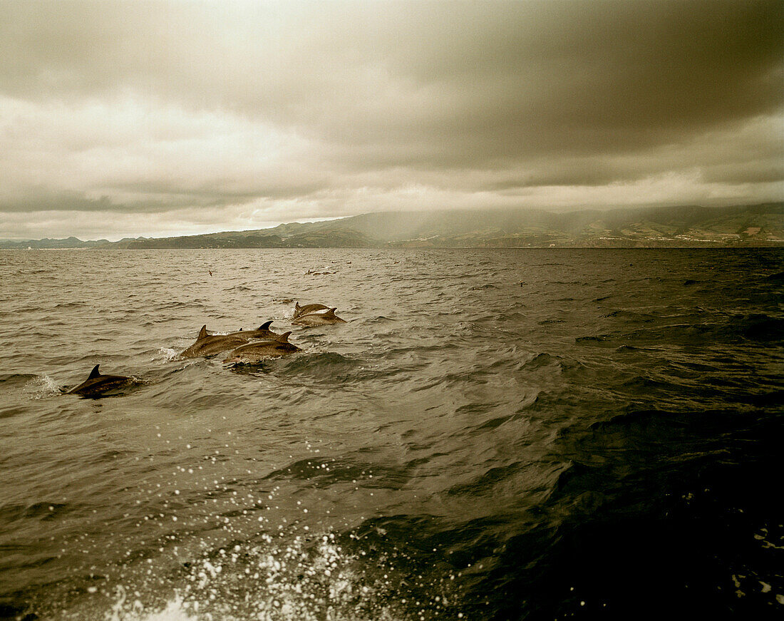Schwarm von Flecken-Delphinen, Whale Watching Tour, vor Südküste der Insel Sao Miguel, Azoren, Portugal