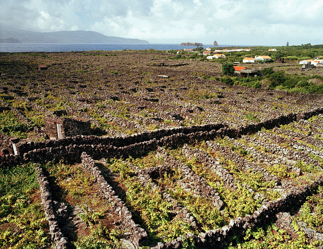 Weinanbaugebiet des Verdelho, Monte, Madalena, Insel Pico, Azoren, Portugal