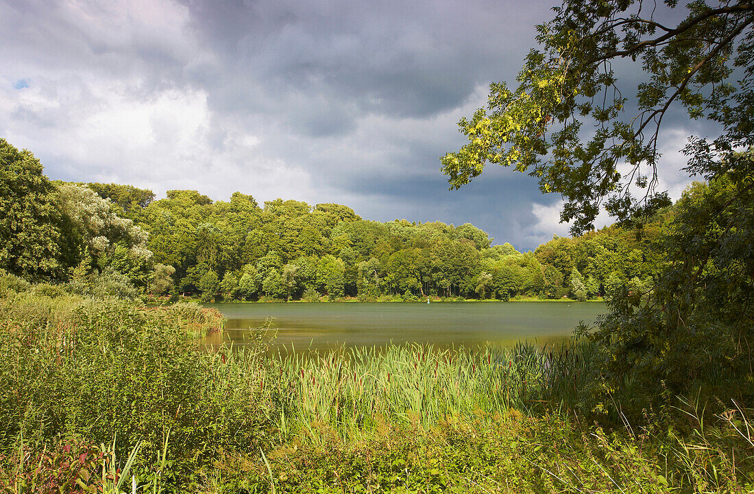 Holzmaar between Gillenfeld and Eckfeld, Eifel, Rhineland-Palatinate, Germany, Europe