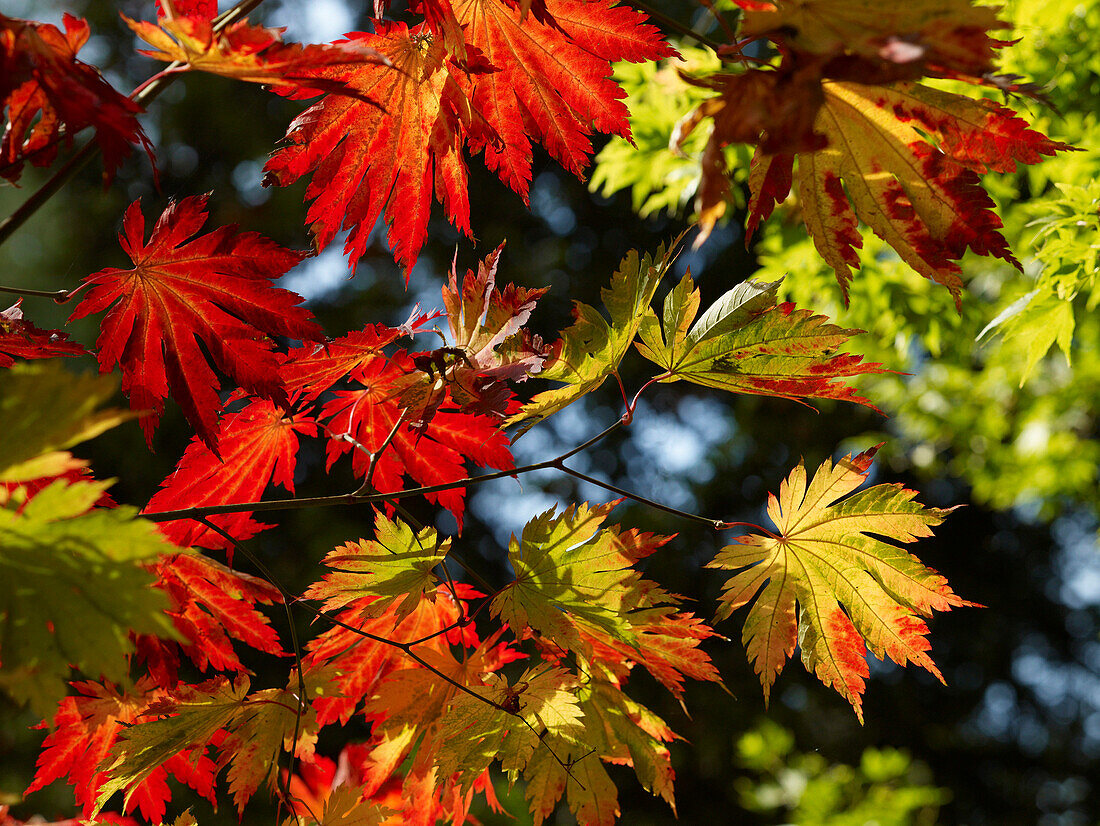 Japanese Maple or Acer japonicum Vitifolium, Westonbirt Arboretum, Gloucestershire, UK - England