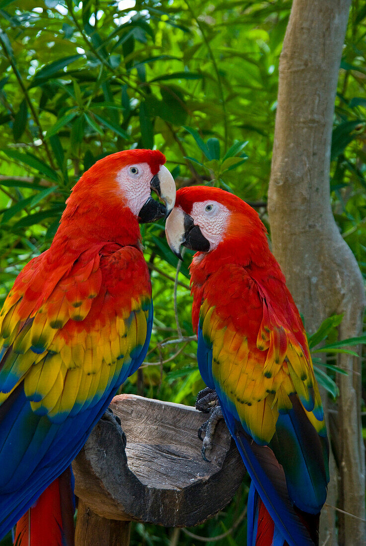 Colourful parrots, Xcaret, Quintana Roo, Mexico