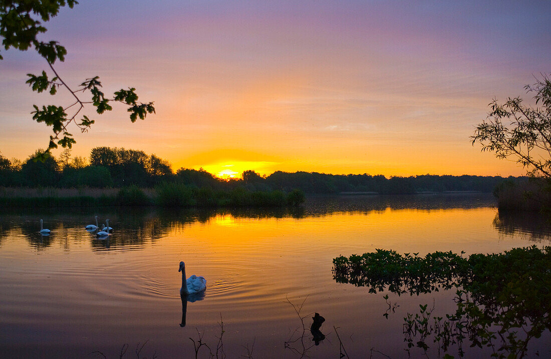 Sunrise at Fleet Pond, Fleet, Hampshire, UK - England
