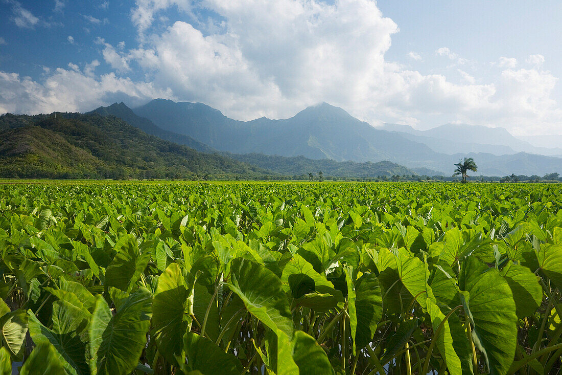 Taro fields in Hanalei Valley, Kauai Island, Hawaii, USA