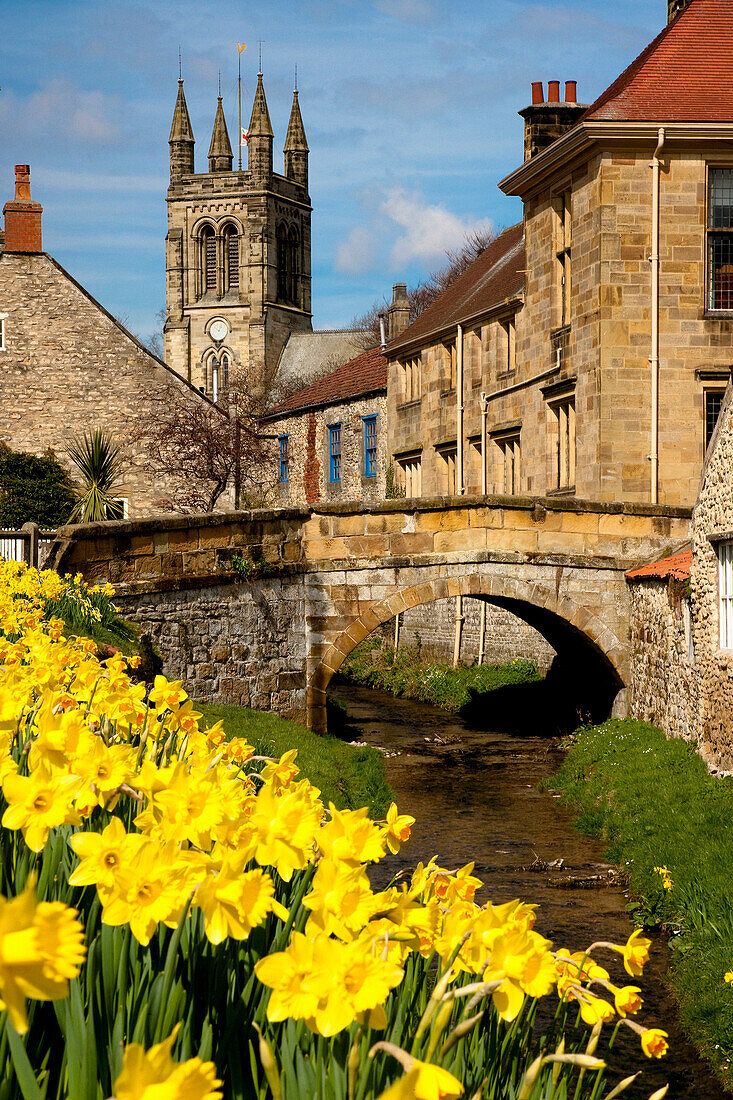 Daffodil time at Castlegate, Helmsley, Yorkshire, UK - England