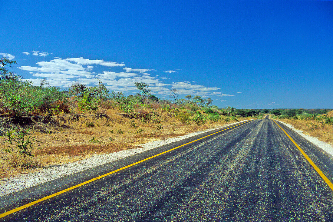Empty road stretching to horizon in Namibia - with green trees, Namibia
