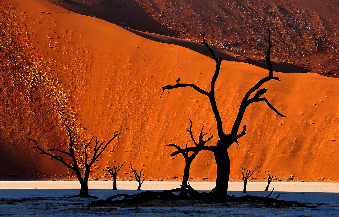 Dead tree on clay soil in front of red sand dune, Deadvlei, Sossusvlei, Namib, Namibia, Africa
