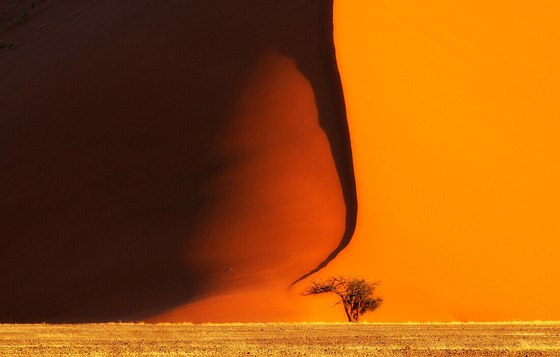 Red sand dunes in Sossusvlei, Sossusvlei, Namib Naukluft National Park, Namib desert, Namib, Namibia, Africa