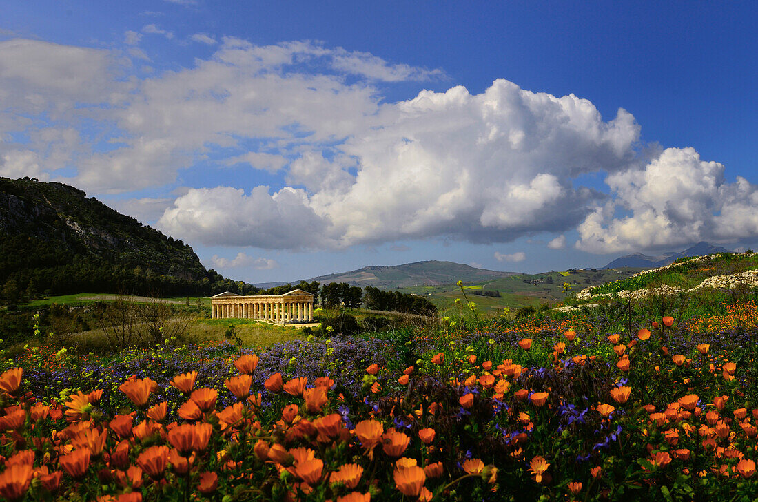 Blumenwiese, Tempel von Segesta, Trapani, Sizilien, italien