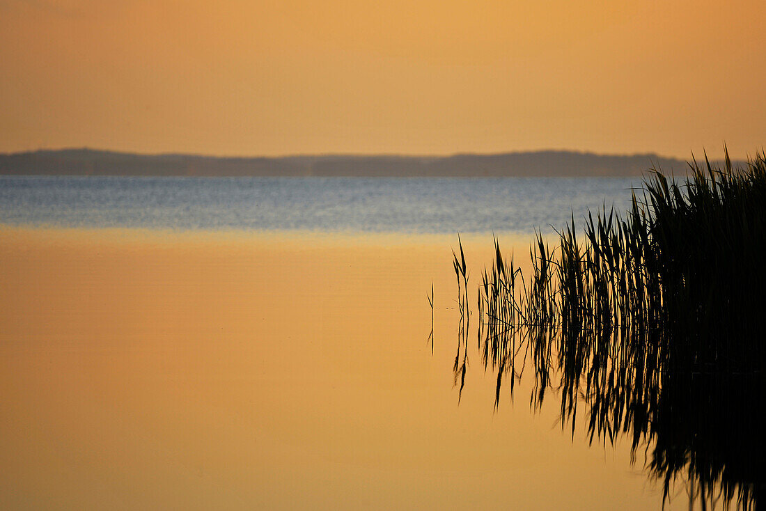 Achterwasser, Loddin, Usedom, Mecklenburg-Western Pomerania, Germany