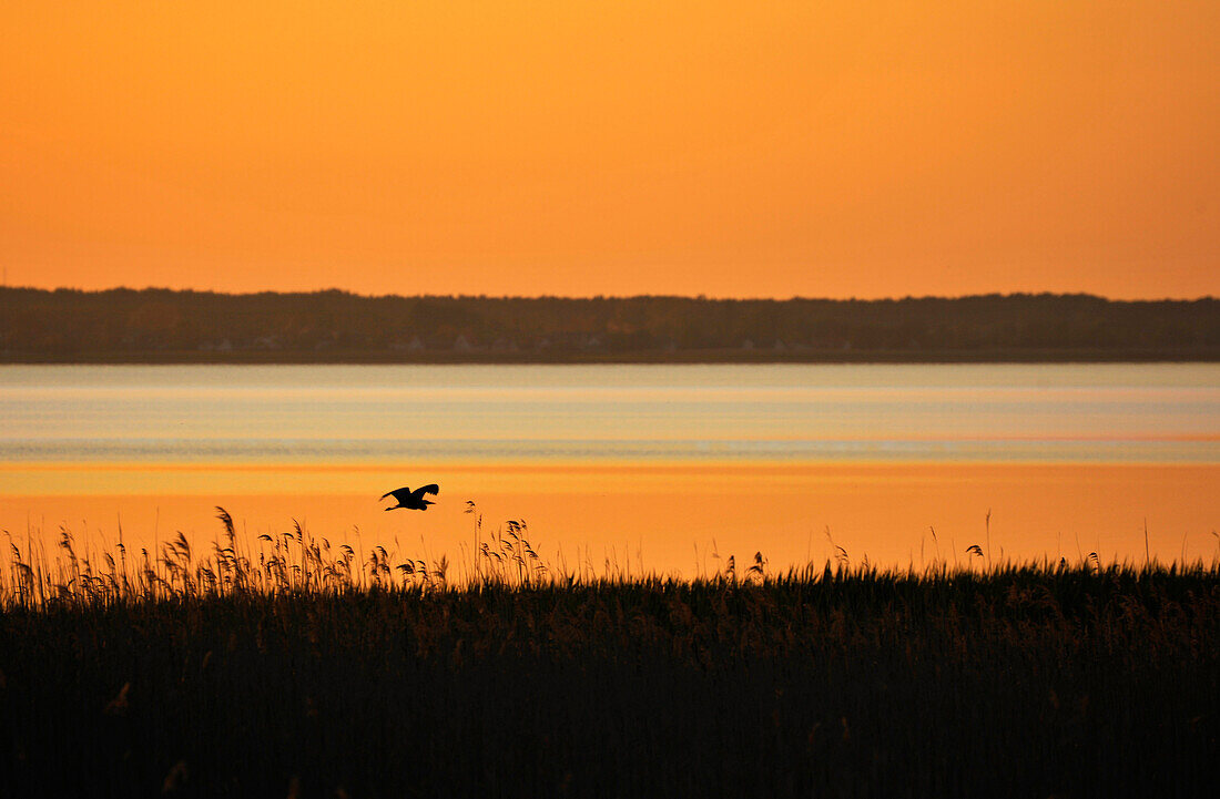 Heron flying abover Achterwasser, Loddin, Usedom, Mecklenburg-Western Pomerania, Germany