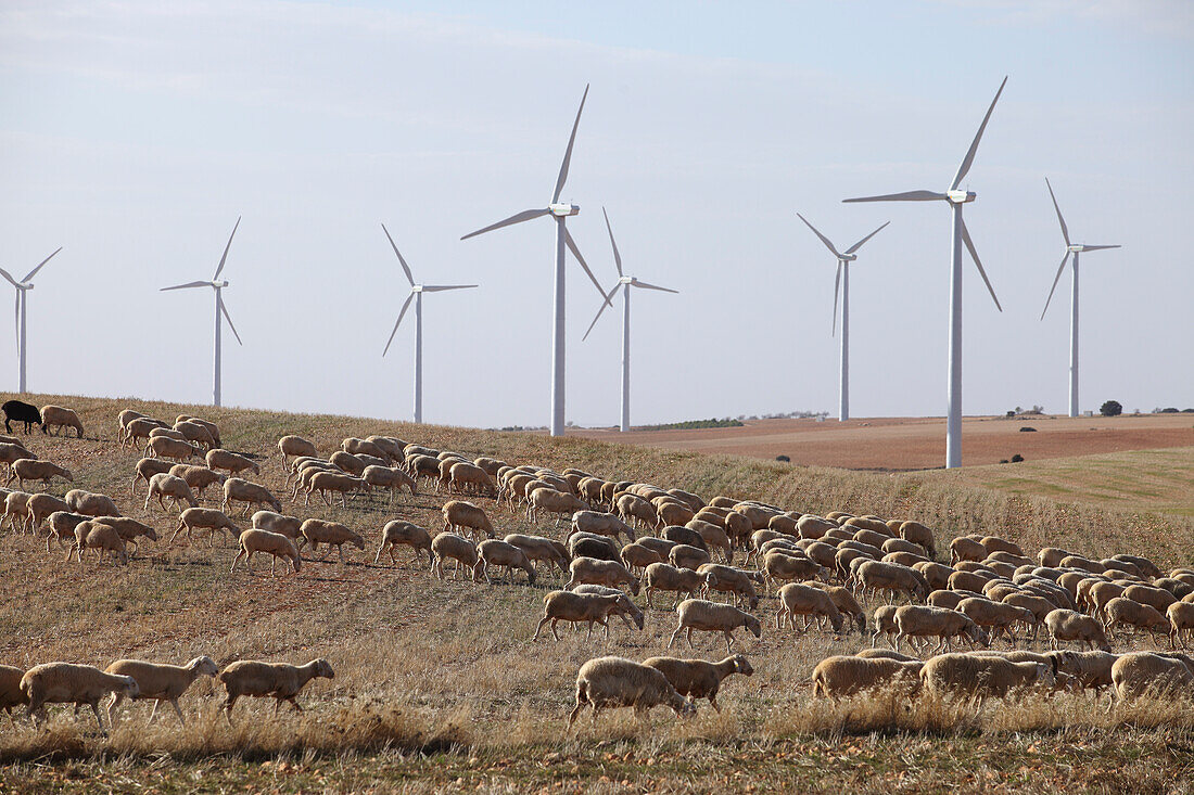 Windpark Atalaya de Canavate, Honrubia, La Mancha, Castilla, Spain