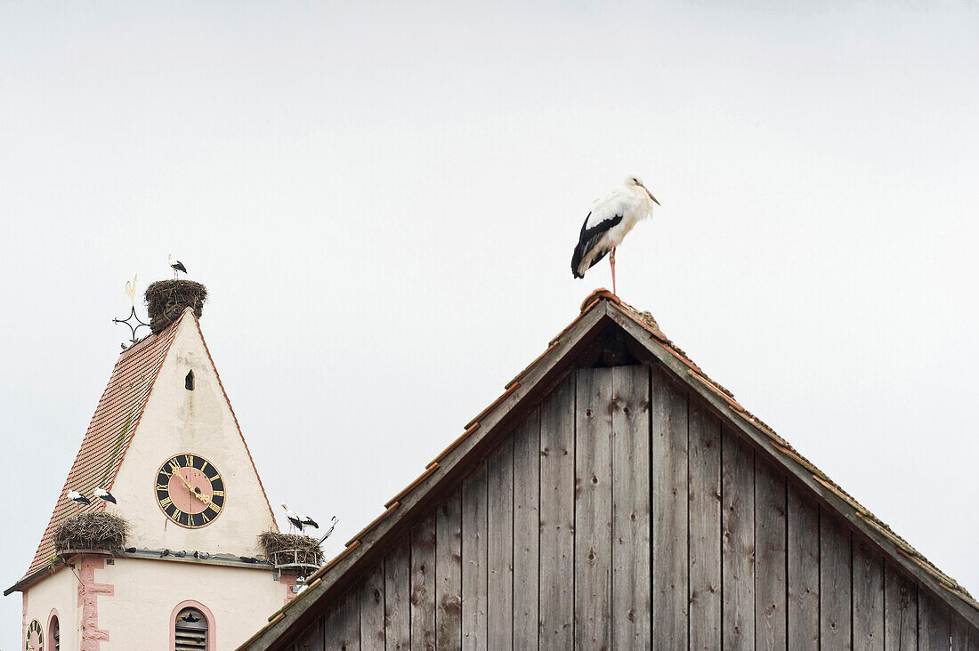 Storks on steeple, Holzen, Kandern, Markgraeflerland, Baden-Wurttemberg, Germany