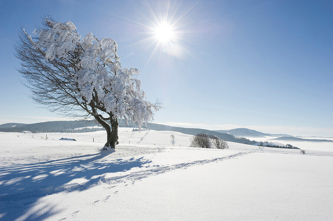 Snow-covered beech tree on mount Schauinsland, Freiburg im Breisgau, Black Forest, Baden-Wurttemberg, Germany