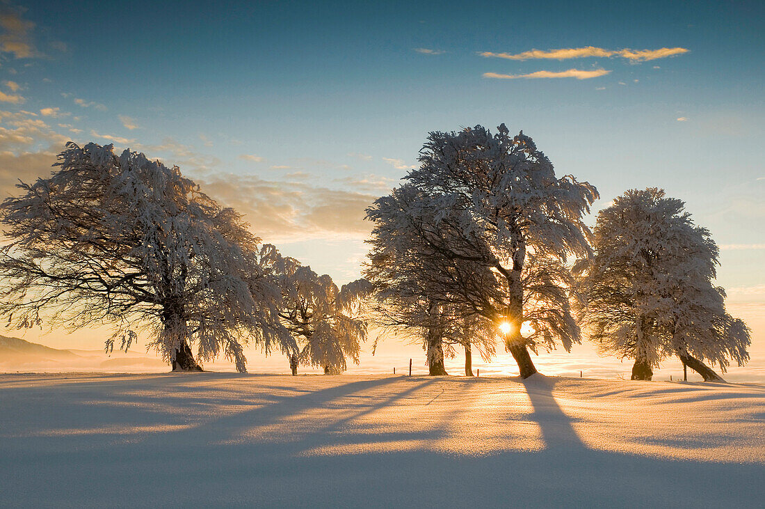 Schneebedeckte Buchen auf dem Schauinsland, Freiburg im Breisgau, Schwarzwald, Baden-Württemberg, Deutschland