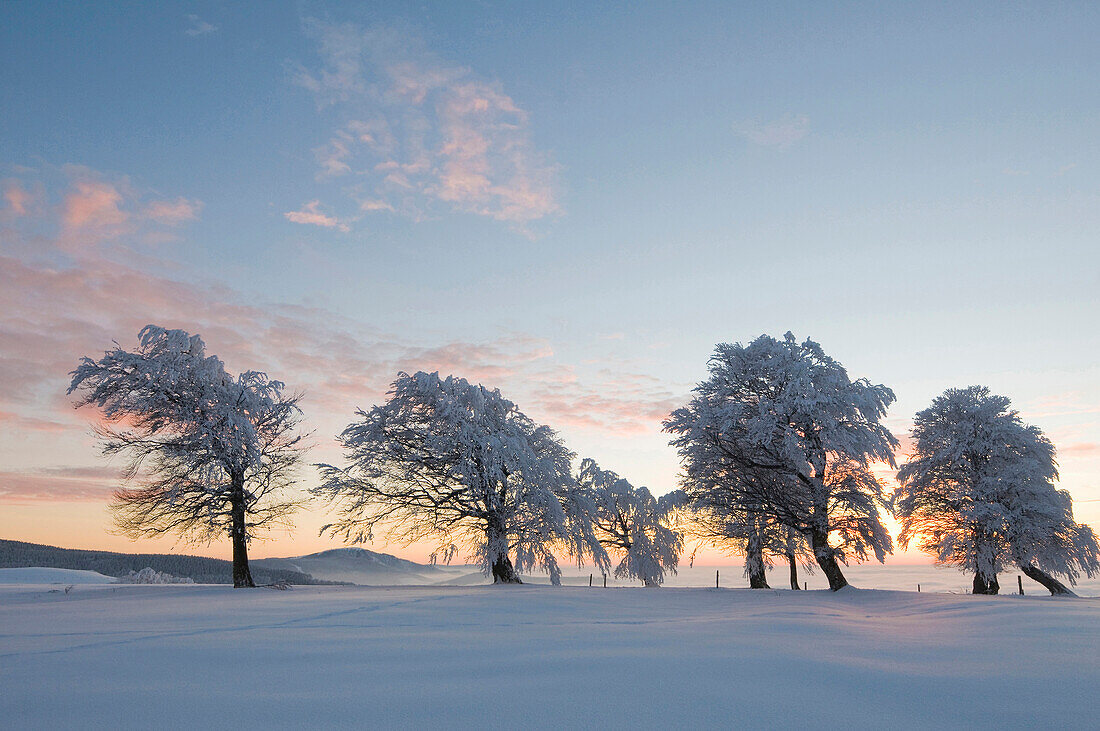 Schneebedeckte Buchen auf dem Schauinsland in der Abenddämmerung, Freiburg im Breisgau, Schwarzwald, Baden-Württemberg, Deutschland