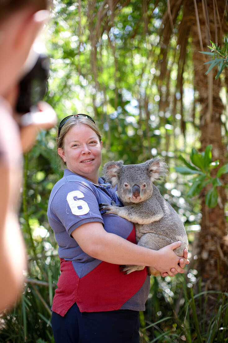 Tourist holding a koala at Bungalow Bay Koala Village, Horseshoe Bay, northcoast of Magnetic island, Great Barrier Reef Marine Park, UNESCO World Heritage Site, Queensland, Australia