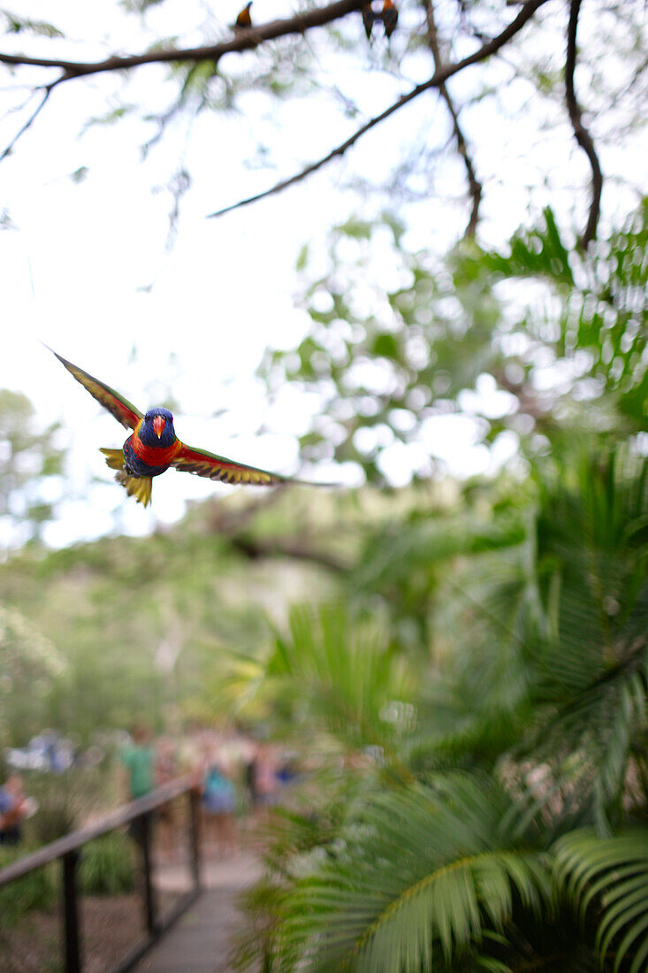 Papagei Rainbow Lorikeet fliegt im Bungalow Bay Koala Village, Horseshoe Bay, Nordküste Magnet Island, Great Barrier Reef Marine Park, UNESCO Weltkulturerbe, Queensland, Australien, Weltnaturerbe