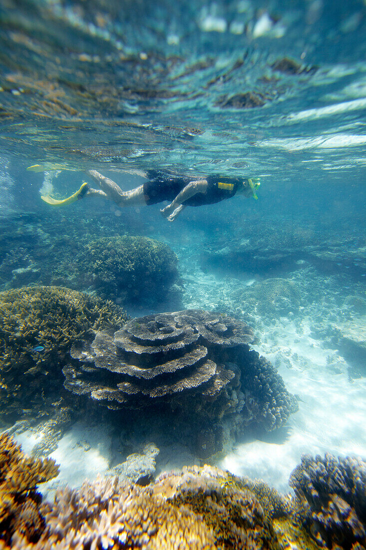 Taucher und Korallen vor Wilson Island, Teil des Capricornia Cays National Park, Great Barrier Reef Marine Park, UNESCO Weltnaturerbe, Queensland, Australien