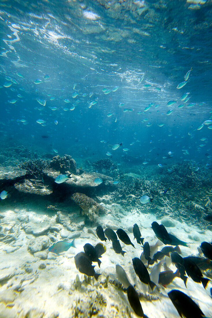 Schwarm Fische, Korallen vor Wilson Island, Teil des Capricornia Cays National Park, Great Barrier Reef Marine Park, UNESCO Weltnaturerbe, Queensland, Australien