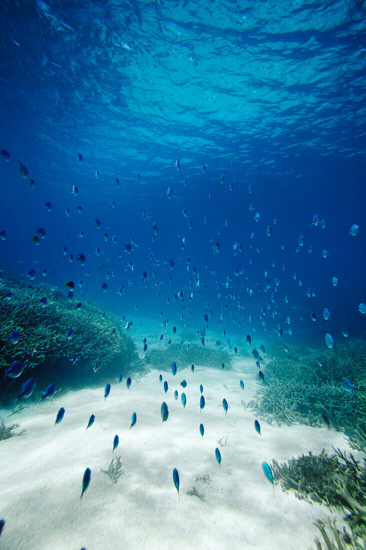 Schwarm Fische, Korallen vor Wilson Island, Teil des Capricornia Cays National Park, Great Barrier Reef Marine Park, UNESCO Weltnaturerbe, Queensland, Australien