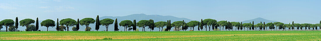 Panorama of an alley of cypress and pine trees, Tuscany, Italy