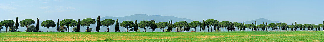 Panorama von Allee mit Zypressen und Pinien, Toskana, Italien