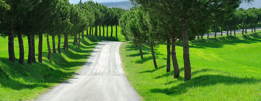 Panorama of alley of pine trees, Val d´Orcia, UNESCO World Heritage Site Val d´Orcia, Tuscany, Italy