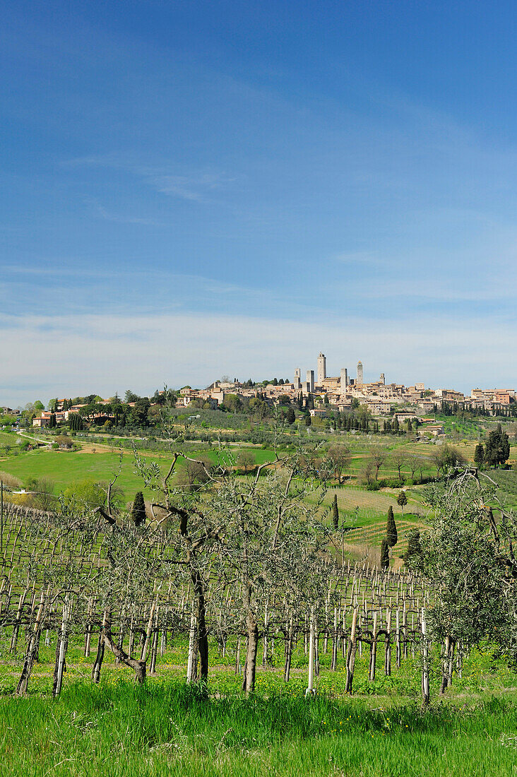 Blick über Weinberge auf Altstadt von San Gimignano, Toskana, Italien