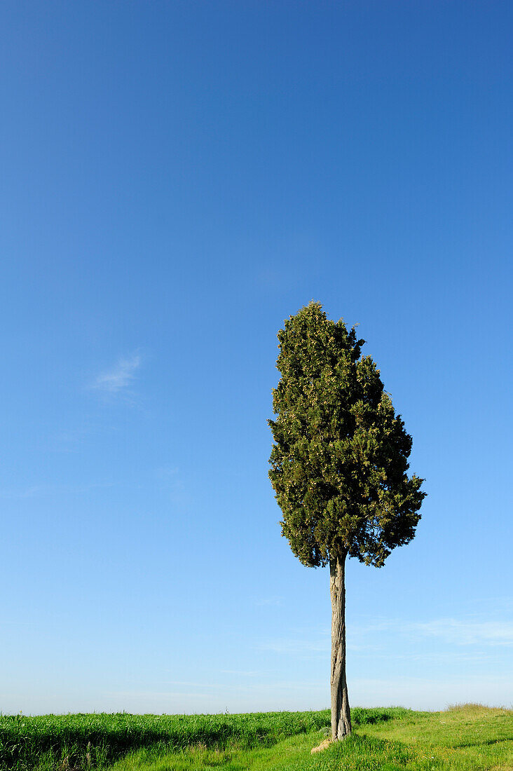 Cypress, Val d´Orcia, UNESCO World Heritage, Site Val d´Orcia, Tuscany, Italy