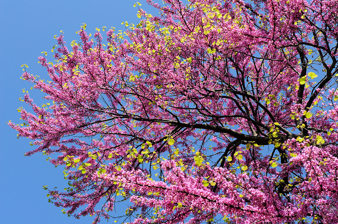 Äste von rosa blühendem Judasbaum, Toskana, Italien