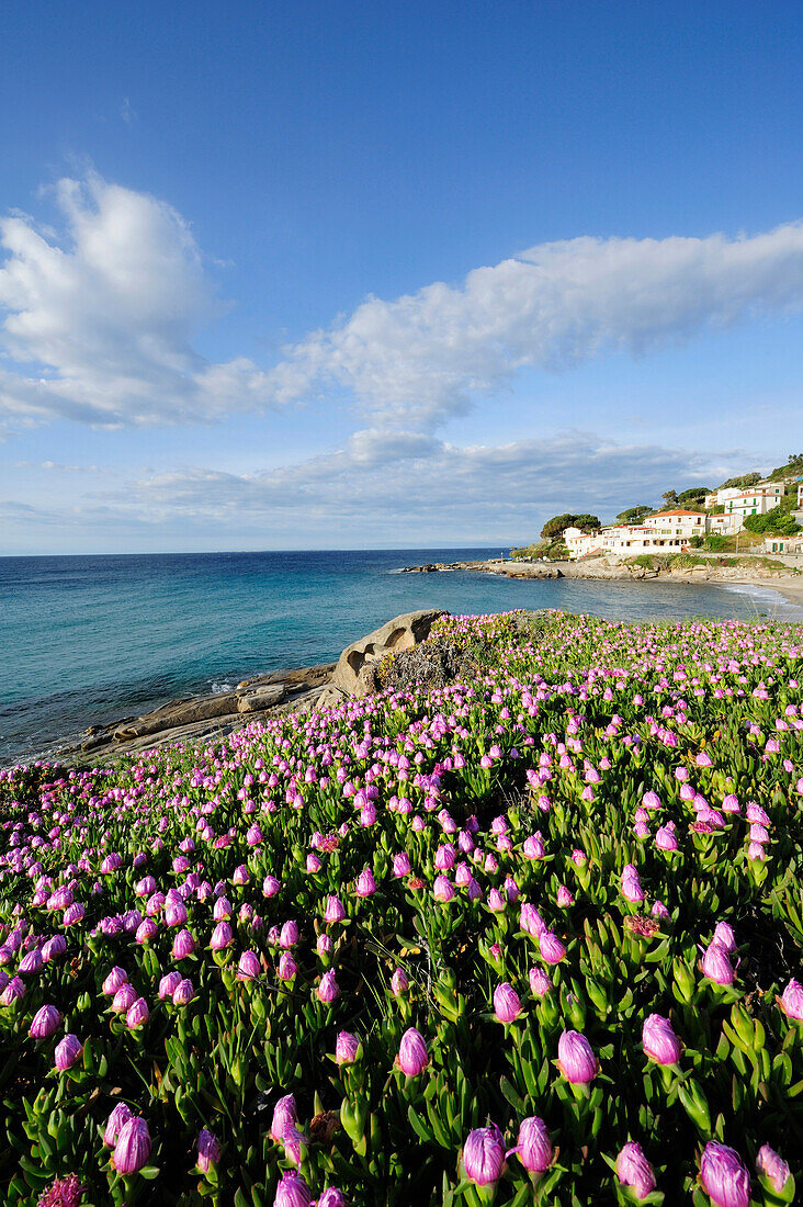 Pink colored flowers near Mediterranean bay, Seccheto, Elba Island, Tuscany, Italy