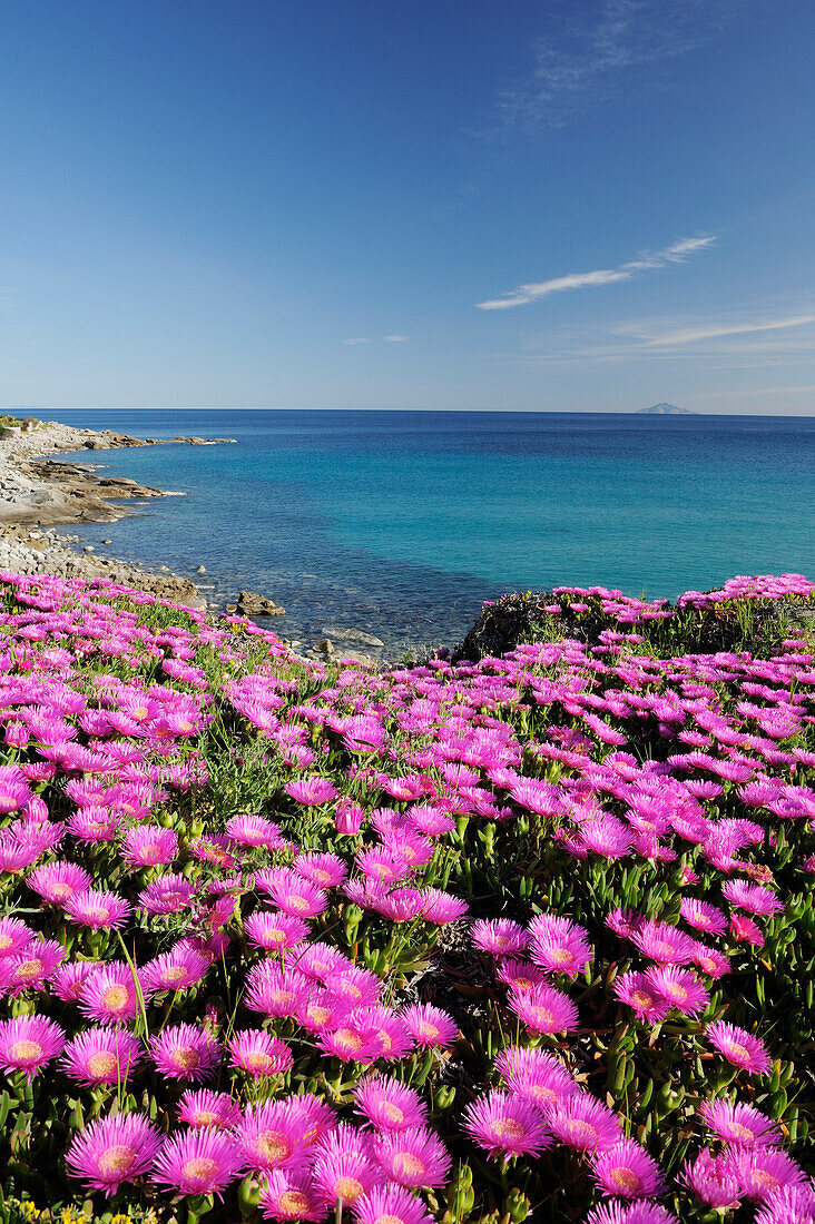 Pinkfarbene Mittagsblumen über türkisfarbener Mittelmeerbucht mit Insel Montecristo im Hintergrund, Villa im Hintergrund, Seccheto, Westküste Insel Elba, Mittelmeer, Toskana, Italien