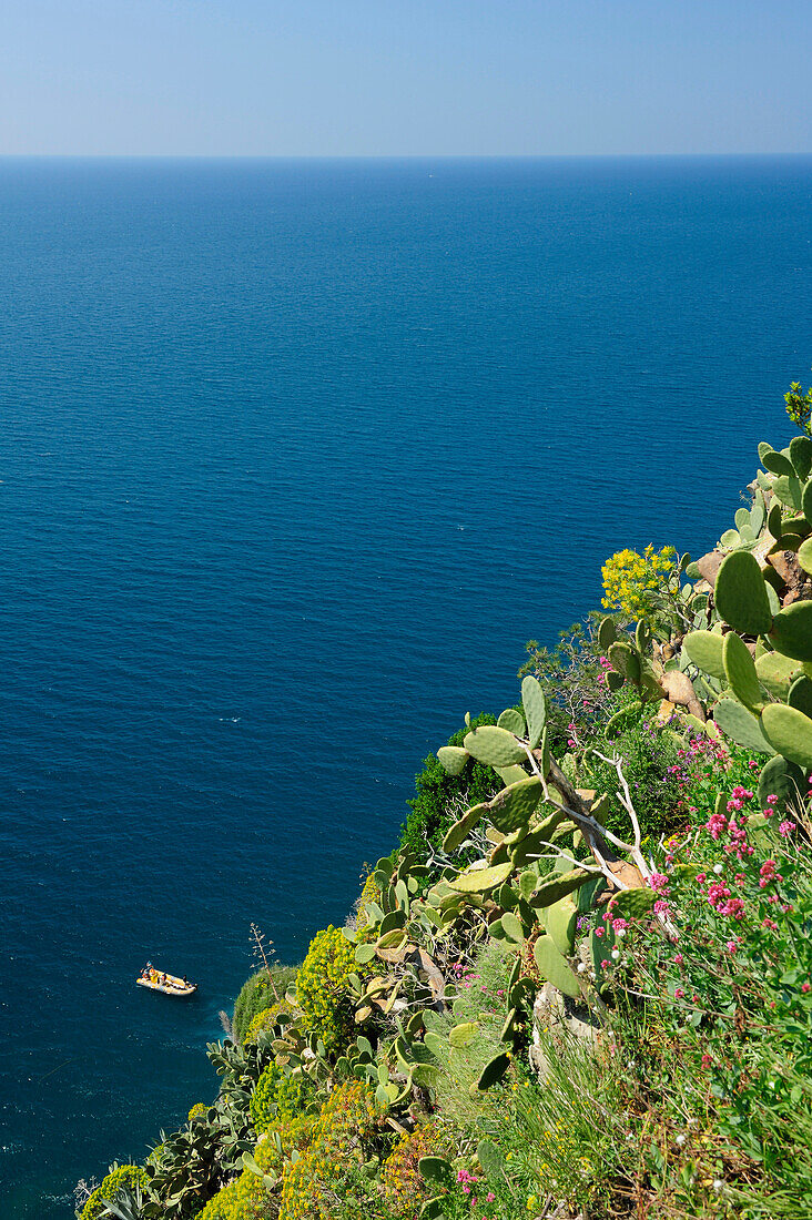 Cacti and flowers at steep coast, Corniglia, Cinque Terre, Liguria, Italy