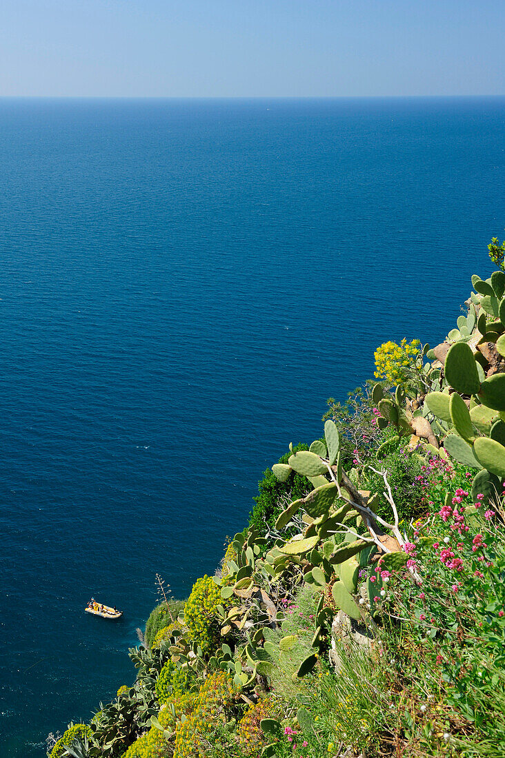 Kakteen und Blumen an einem Steilhang, Corniglia, Cinque Terre, Ligurien, Italien