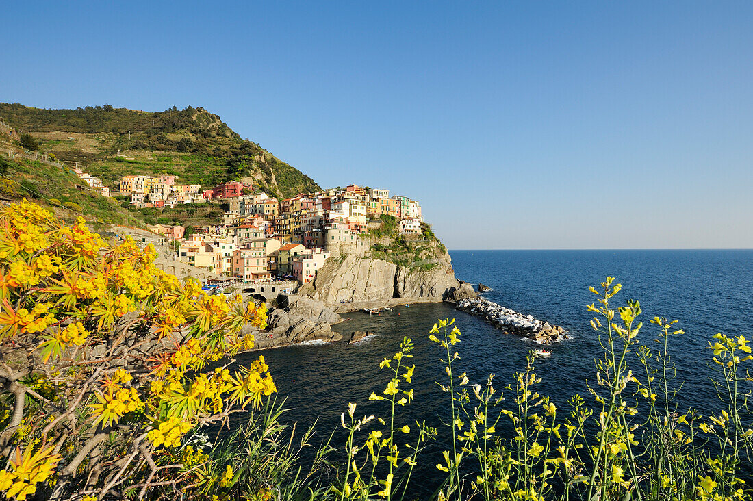 Blick auf Bucht und Häuser von Manarola, Manarola, Cinque Terre, UNESCO Weltkulturerbe Cinque Terre, Mittelmeer, Ligurien, Italien