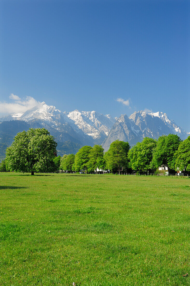 Meadow with chestnut trees in front of Alpspitze, Waxenstein and Zugspitze, Garmisch-Partenkirchen, Wetterstein range, Werdenfels, Upper Bavaria, Bavaria, Germany, Europe