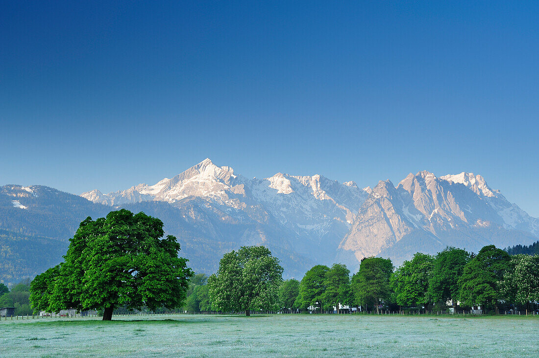 Wiese mit Kastanien vor Alpspitze, Waxenstein und Zugspitze, Ortsrand Garmisch-Partenkirchen, Wetterstein, Werdenfelser Land, Oberbayern, Bayern, Deutschland, Europa