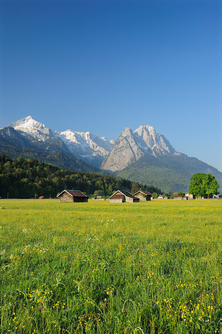 Meadow with flowers and hay sheds in front of Alpspitze, Zugspitze range and Waxenstein, Garmisch-Partenkirchen, Wetterstein range, Werdenfels, Upper Bavaria, Bavaria, Germany, Europe