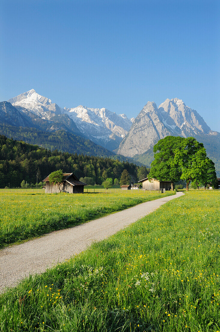 Track leading through meadow with flowers and hay sheds in front of Alpspitze, Zugspitze range and Waxenstein, Garmisch-Partenkirchen, Wetterstein range, Werdenfels, Upper Bavaria, Bavaria, Germany, Europe