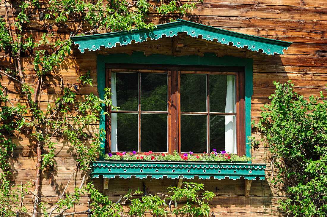 Fenster an Bauernhof mit Blumenschmuck und Spalierbaum, Kitzbühel, Tirol, Österreich, Europa