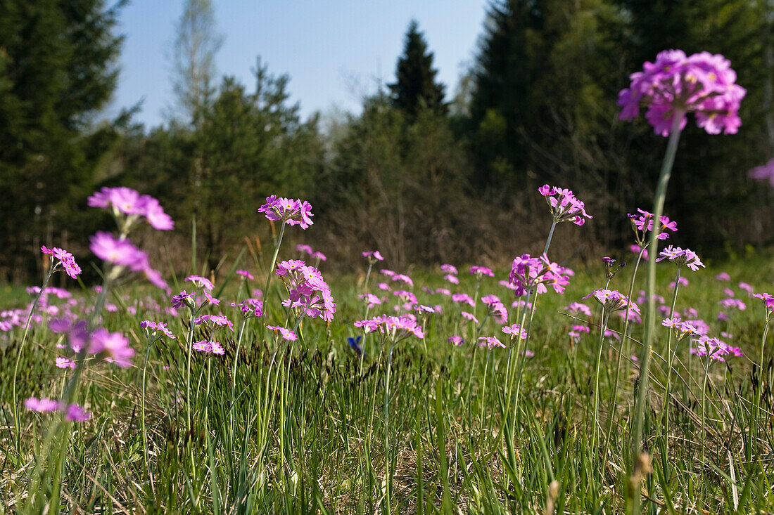 Blumenwiese mit Mehlprimeln (Primula farinosa), bei Penzberg, Oberbayern, Deutschland