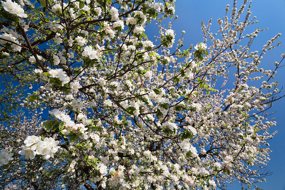 Blühender Apfelbaum im Frühling, Bayern, Deutschland