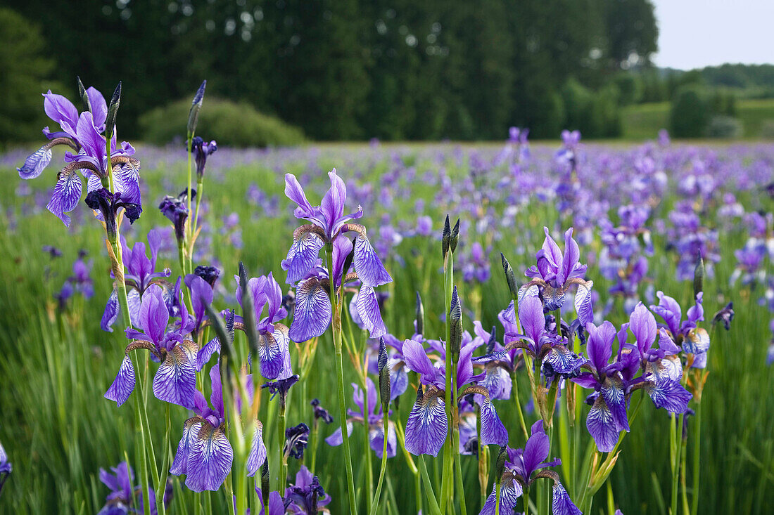 Siberian Iris,  Bavaria, Germany