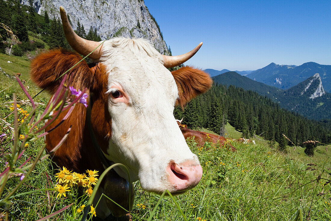 Kühe auf einer Alm, Bayern, Deutschland