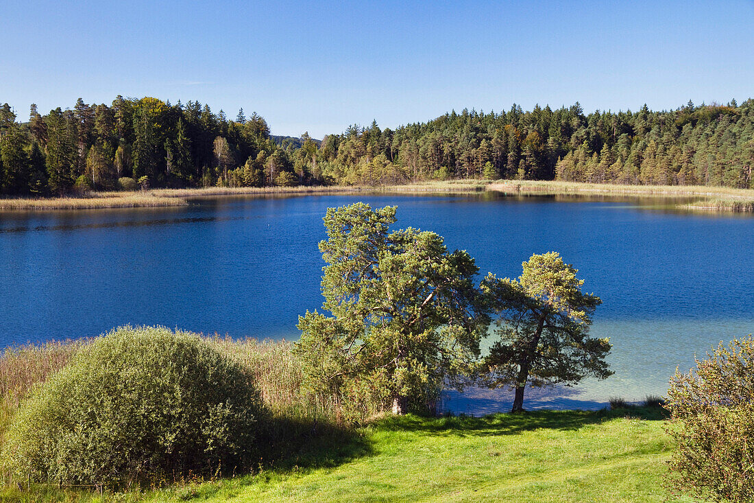 Fohnsee bei Iffeldorf, Osterseen, Oberbayern, Deutschland