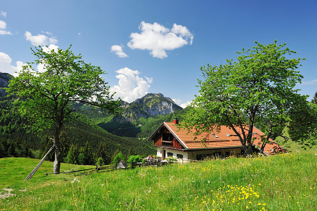 Blumenwiese mit Almhütte, Breitenstein im Hintergrund, Wendelsteinregion, Bayerische Voralpen, Oberbayern, Bayern, Deutschland, Europa