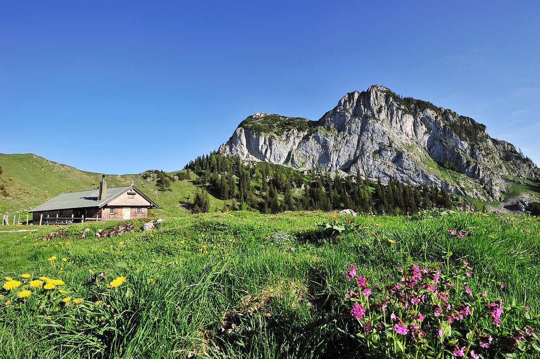 Meadow with alpine hut, Rossstein and Buchstein in background, Bavarian foothills, Upper Bavaria, Bavaria, Germany, Europe