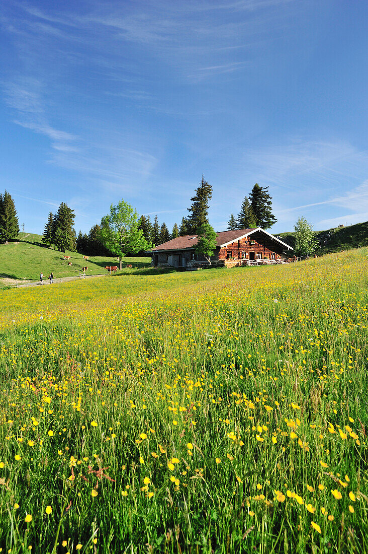Flower meadow and alpine hut, Breitenstein in the background, Wendelstein range, Bavarian foothills, Upper Bavaria, Bavaria, Germany, Europe
