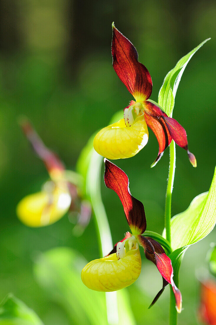 Yellow Lady's Slipper, Cypripendium calceolus, Pupplinger Au, valley of Isar, Upper Bavaria, Bavaria, Germany, Europe