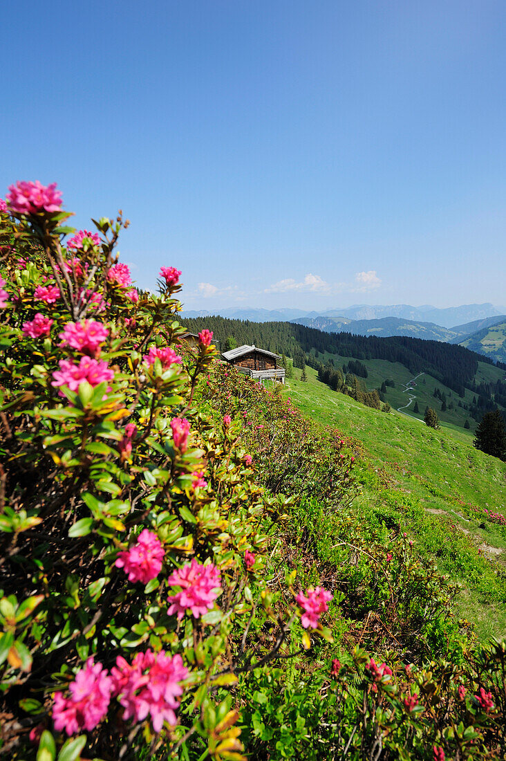 Blumenwiese mit Alpenrosen und Almhütte, Kitzbüheler Alpen, Tirol, Österreich, Europa